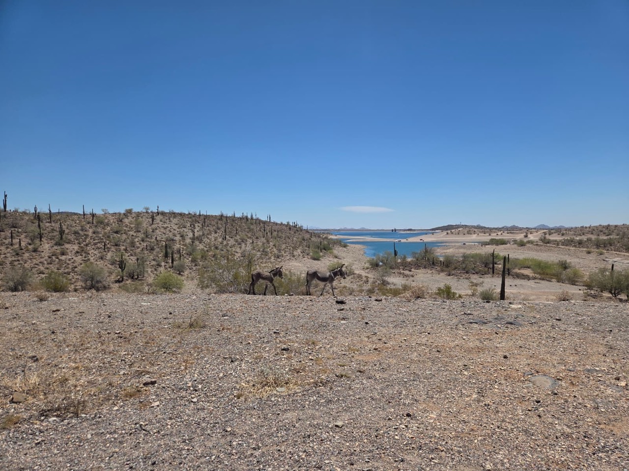 Burros by a desert lake