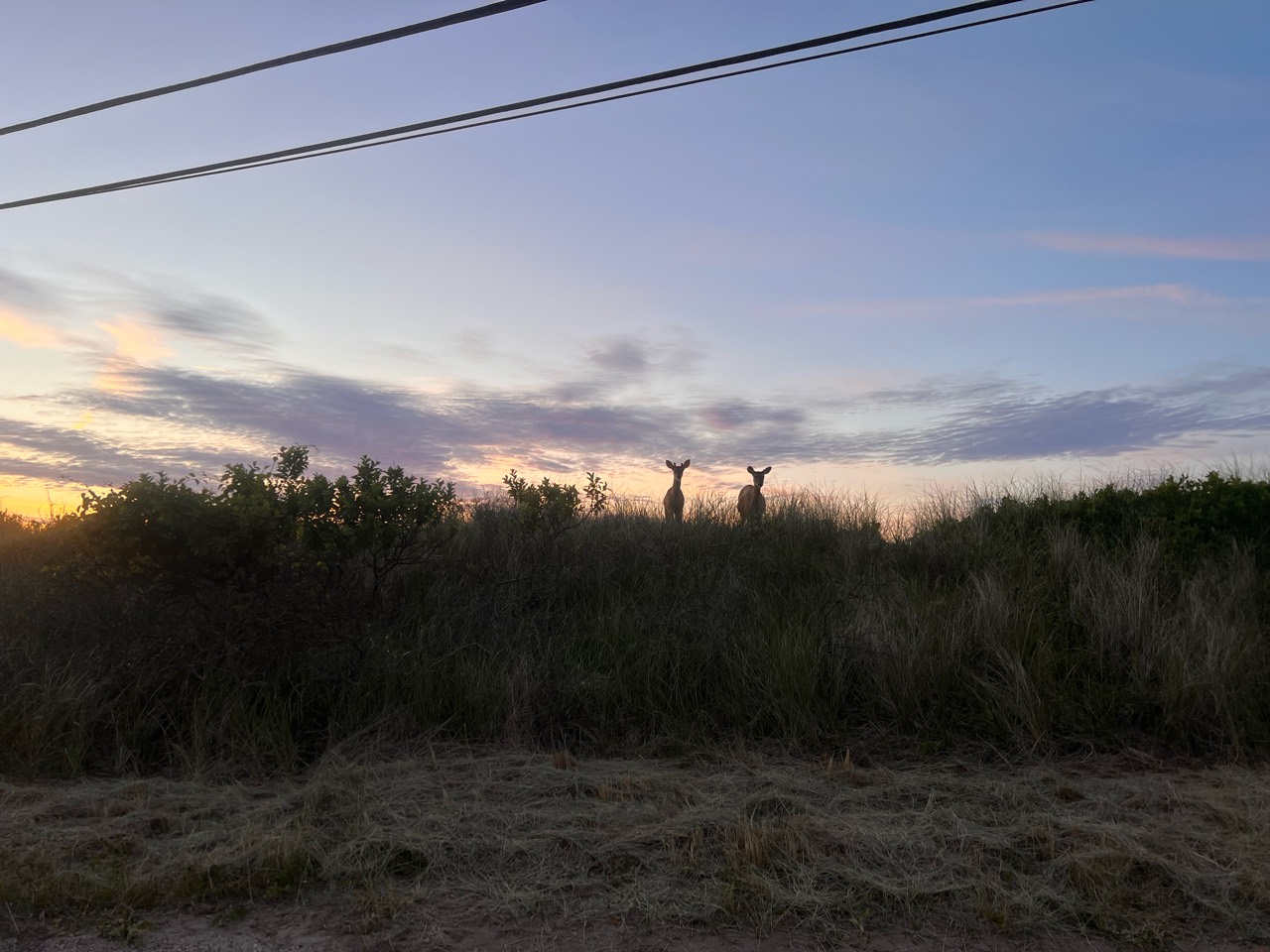 Deer on dunes at dusk